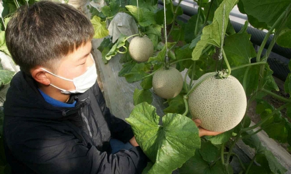 Người Nhật đưa dưa hảo hạng đi Singapore và trồng nho tại Việt Nam