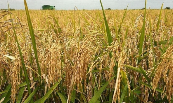 Lúa OM 5451 tăng 100 đồng/kg, giá gạo ổn định