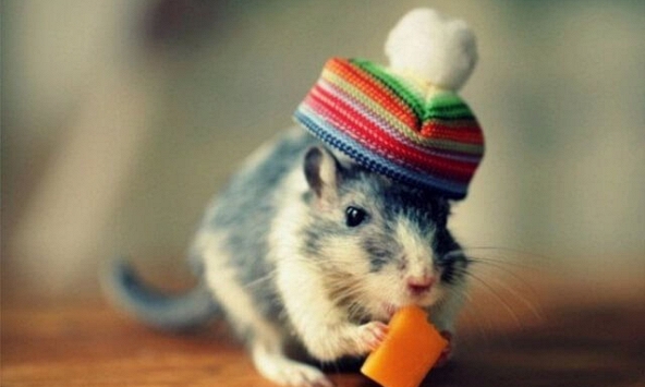 Xem tuổi xông đất 2022 cho gia chủ tuổi Bính Tý 1996