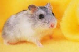 Xem tuổi xông đất 2022 cho gia chủ tuổi Giáp Tý 1984