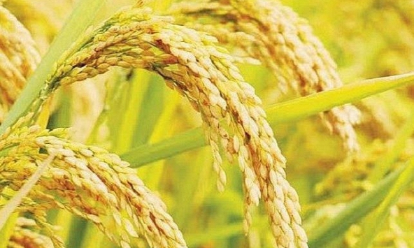 Gạo xuất khẩu 5% tấm bất ngờ tăng 5 USD/tấn 