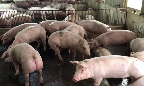 Giá heo hơi miền Bắc chững lại