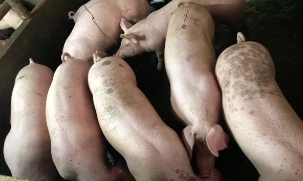 Khoảng cách giá heo hơi giữa hai miền ngày càng lớn