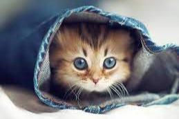 Xem tuổi xông đất 2022 cho gia chủ tuổi Ất Mão 1975