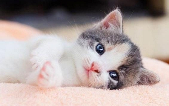 Xem tuổi xông đất 2022 cho gia chủ tuổi Kỷ Mão 1999