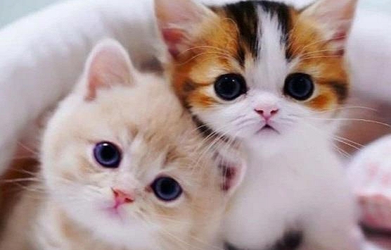 Xem tuổi xông đất 2022 cho gia chủ tuổi Đinh Mão 1987