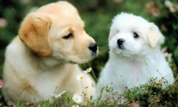 Xem tuổi xông đất 2022 cho gia chủ tuổi Canh Tuất 1970