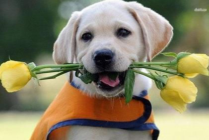 Xem tuổi xông đất 2022 cho gia chủ tuổi Giáp Tuất 1994