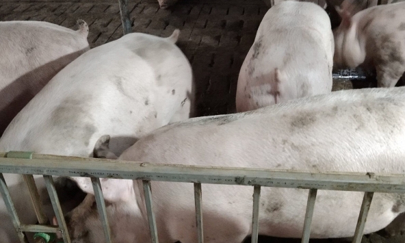 Giá heo hơi miền Bắc giảm nhẹ