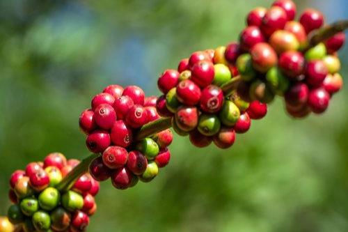 Giá cà phê giảm 200 đồng/kg