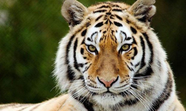 Tuổi Mậu Dần 1998 xuất hành Tết 2022 vào giờ nào, hướng nào tốt nhất?