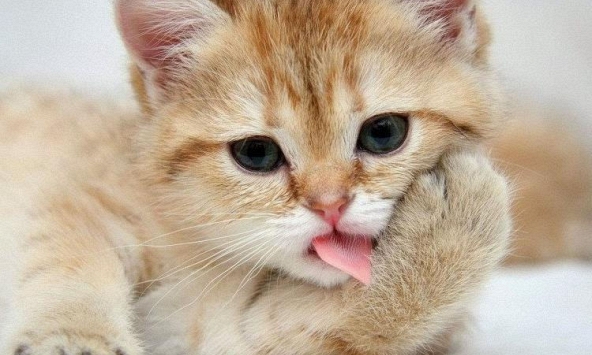 Tuổi Quý Mão 1963 xuất hành Tết 2022 vào giờ nào, hướng nào tốt nhất?