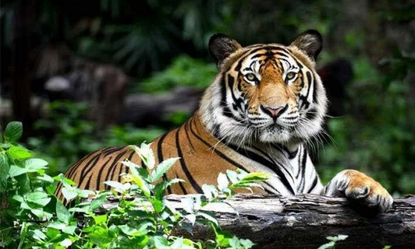 Ngày khai trương đẹp nhất năm 2022 cho tuổi Nhâm Dần 1962