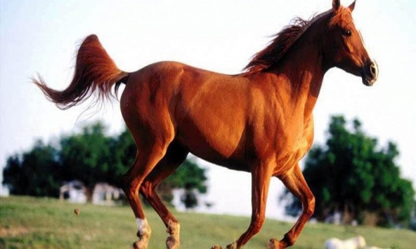 Tuổi Canh Ngọ 1990 xuất hành Tết 2022 vào giờ nào, hướng nào tốt nhất?