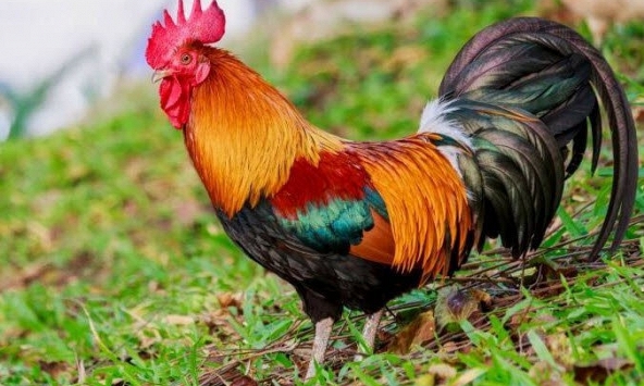 Tuổi Tân Dậu 1981 xuất hành Tết 2022 vào giờ nào, hướng nào tốt nhất?