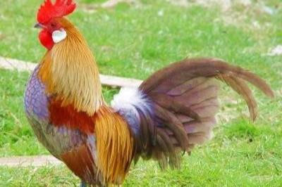 Tuổi Đinh Dậu 1957 xuất hành Tết 2022 vào giờ nào, hướng nào tốt nhất?