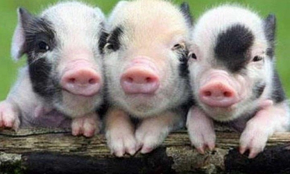 Tuổi Kỷ Hợi 1959 xuất hành Tết 2022 vào giờ nào, hướng nào tốt nhất?