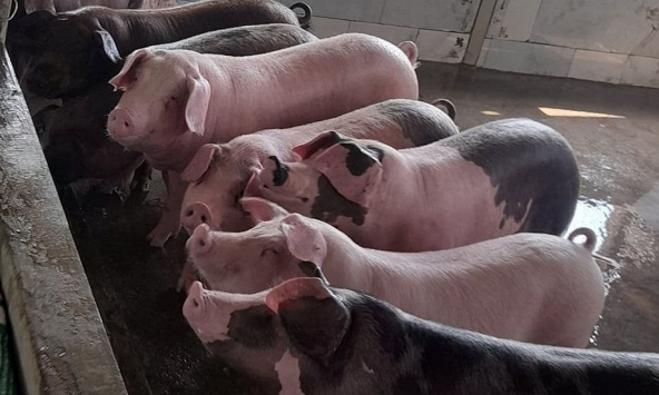 Giá heo hơi khó trở lại mức 60.000 đồng/kg