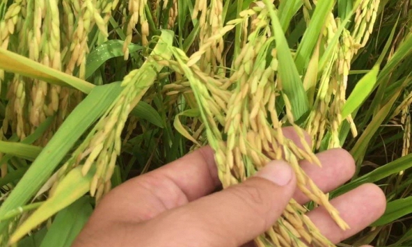 Giá gạo tại khu vực Đồng bằng sông Cửu Long có xu hướng tăng