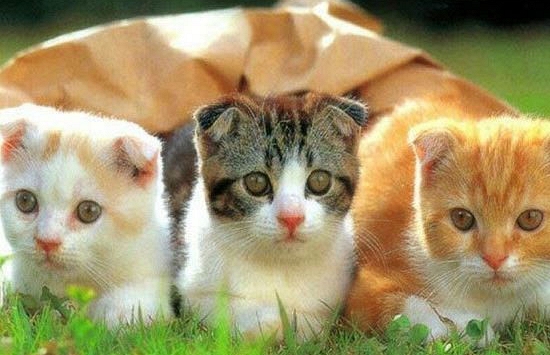 Ngày khai trương đẹp nhất năm 2022 cho tuổi Kỷ Mão 1999