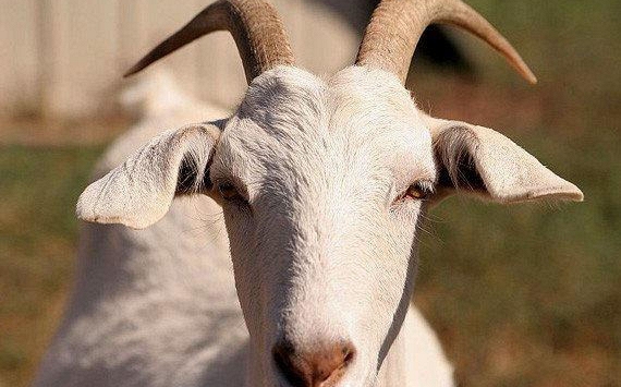 Ngày khai trương đẹp nhất năm 2022 cho tuổi Kỷ Mùi 1979