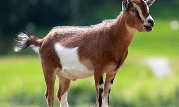 Ngày khai trương đẹp nhất năm 2022 cho tuổi Ất Mùi 1955