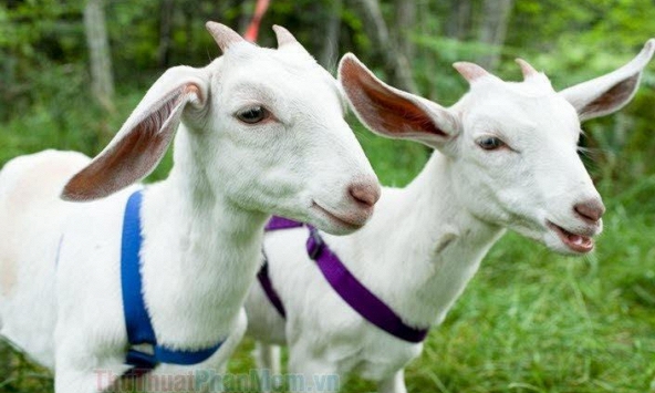 Ngày khai trương đẹp nhất năm 2022 cho tuổi Đinh Mùi 1967