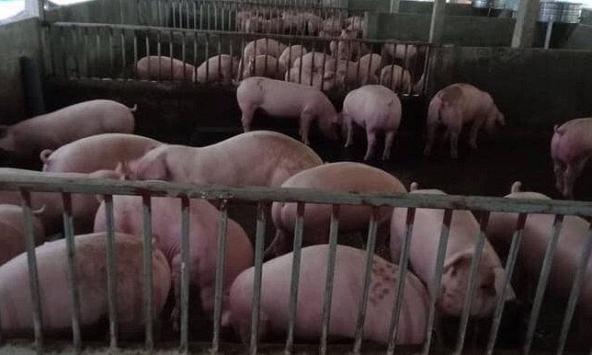 Cận Tết, giá heo hơi vẫn lình xình dưới mức 60.000 đồng/kg