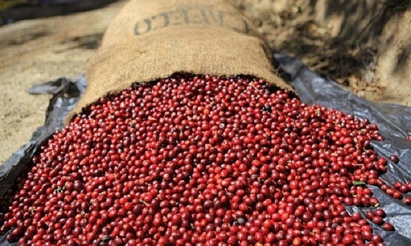 Giá cà phê đồng loạt tăng, robusta đạt mức 2.237 USD/tấn