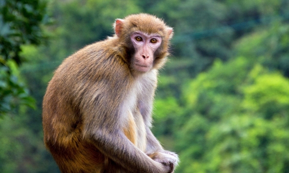 Ngày khai trương đẹp nhất năm 2022 cho tuổi Nhâm Thân 1992