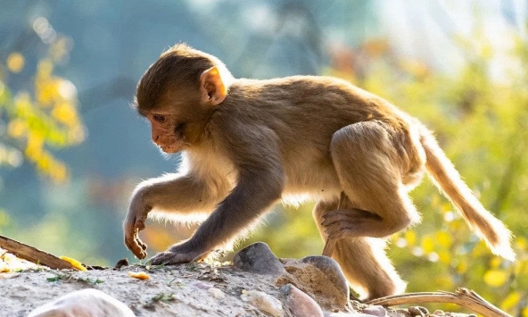 Ngày khai trương đẹp nhất năm 2022 cho tuổi Mậu Thân 1968