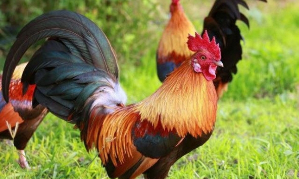 Ngày khai trương đẹp nhất năm 2022 cho tuổi Tân Dậu 1981