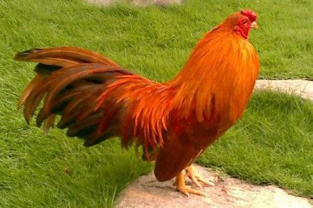 Ngày khai trương đẹp nhất năm 2022 cho tuổi Đinh Dậu 1957