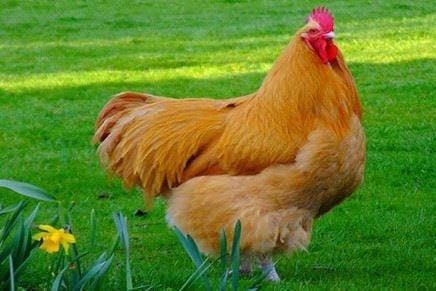 Ngày khai trương đẹp nhất năm 2022 cho tuổi Quý Dậu 1993 