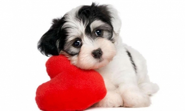 Ngày khai trương đẹp nhất năm 2022 cho tuổi Mậu Tuất 1958