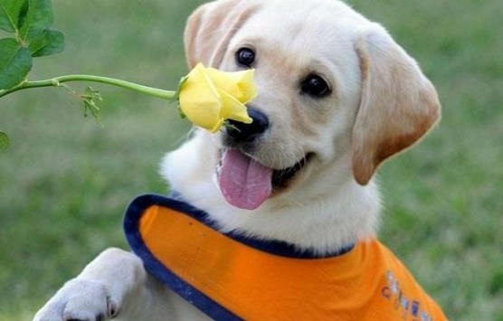 Ngày khai trương đẹp nhất năm 2022 cho tuổi Nhâm Tuất 1982