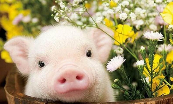 Ngày khai trương đẹp nhất năm 2022 cho tuổi Tân Hợi 1971