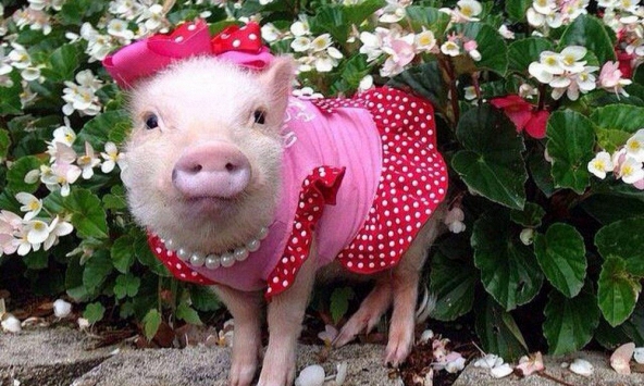 Ngày khai trương đẹp nhất năm 2022 cho tuổi Kỷ Hợi 1959