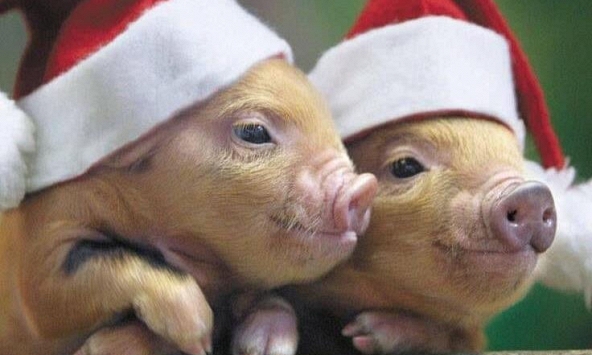 Ngày khai trương đẹp nhất năm 2022 cho tuổi Quý Hợi 1983