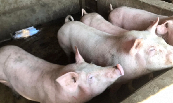 Giá heo hơi giảm nhẹ ở nhiếu nơi