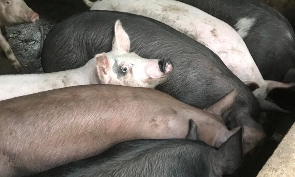 Giao dịch chậm dần, giá heo hơi giữ ổn định đến qua tết