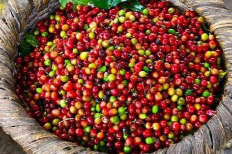 Giá cà phê trong nước đảo chiều tăng nhẹ