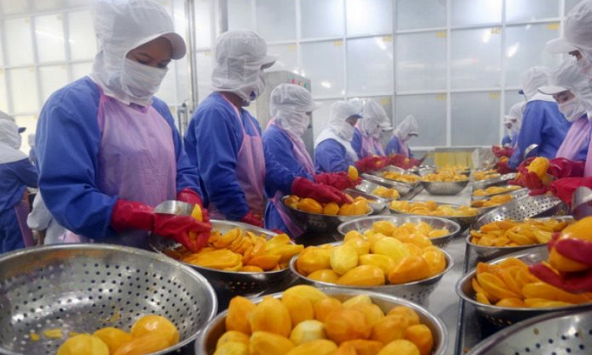 Những chuyển biến đáng chú ý trong ngành hàng rau quả xuất khẩu