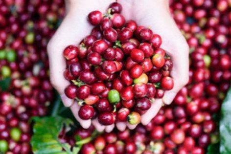 Giá cà phê giảm 100 đồng/kg