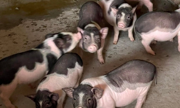 Giá heo vẫn duy trì ở mức tương đối cao