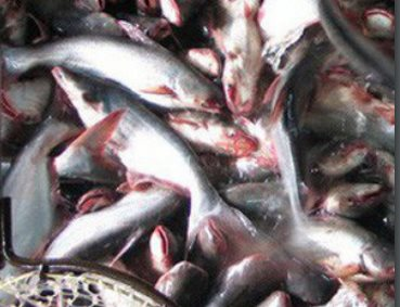 Xuất khẩu thủy sản của Việt Nam  dự báo đạt 9,2 tỉ USD trong năm 2022