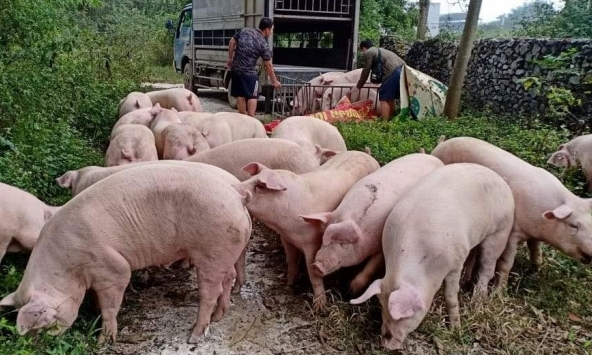 Giá heo hơi chưa tăng, thức ăn chăn nuôi đã nhấp nhổm tăng