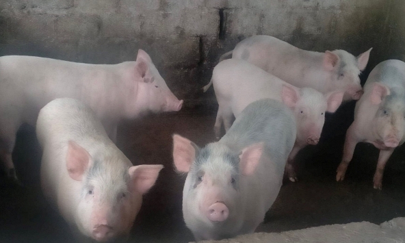 Hàng loạt công ty thông báo tăng giá thức ăn, giá heo hơi vẫn bất động