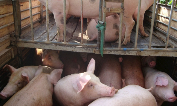 Giá heo khó tăng trong những ngày tới