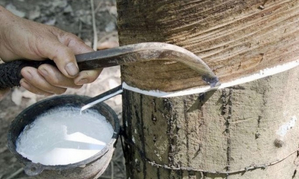 Giá mủ cao su đầu tháng 2 ổn định